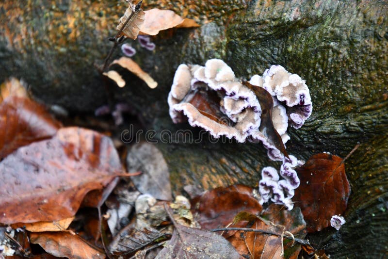 Unusual  shape of tree mushrooms at wood bark surface among wet leaves after rain. Piece of dirty tree bark covered by green moss royalty free stock image