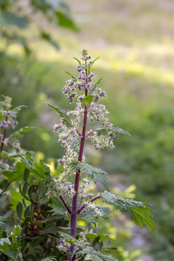 The useful nettle Urtica, growing in a meadow royalty free stock photo