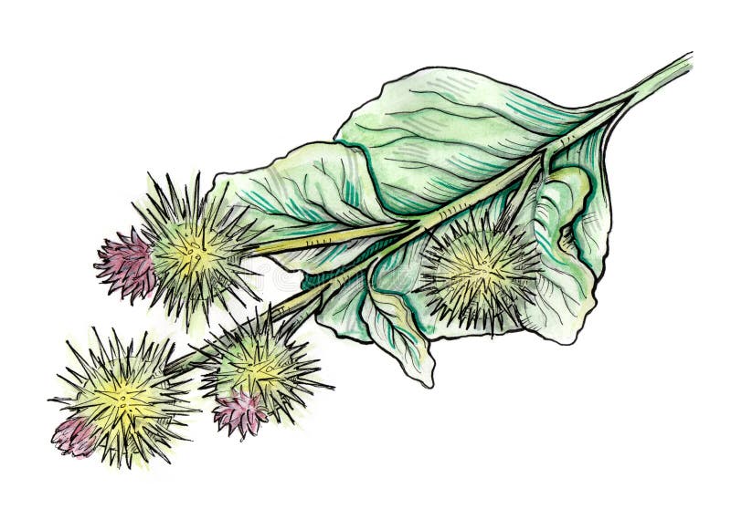 Watercolor illustration of Burdock plant. Hand drawn illustration. Watercolor painting stock illustration