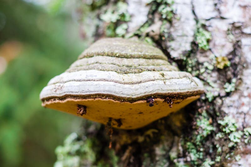 White hoof fungus growing on the birch tree trunk bark royalty free stock photography
