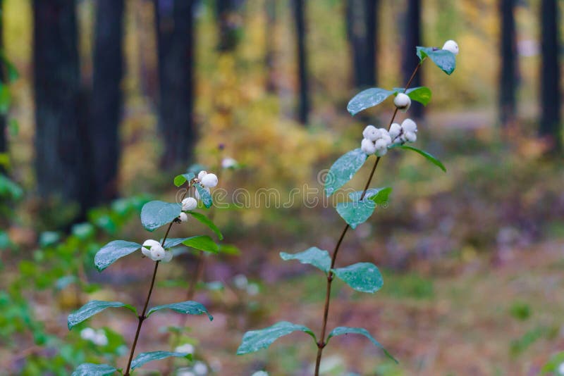 White, inedible berries on the branches of a bush in the forest.  stock photo