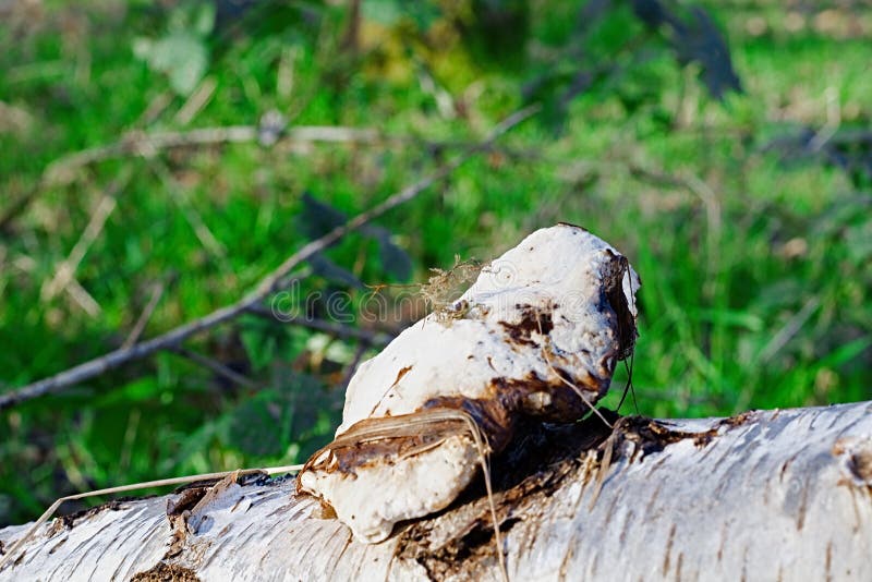 White Mushroom Growing On Side of a Fallen Birch Bark Tree royalty free stock image