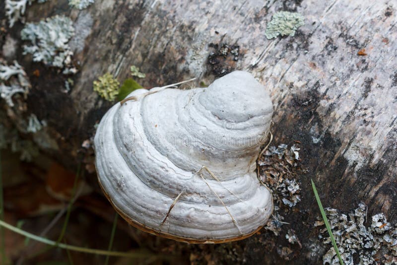 White mushroom growing on a tree stock image