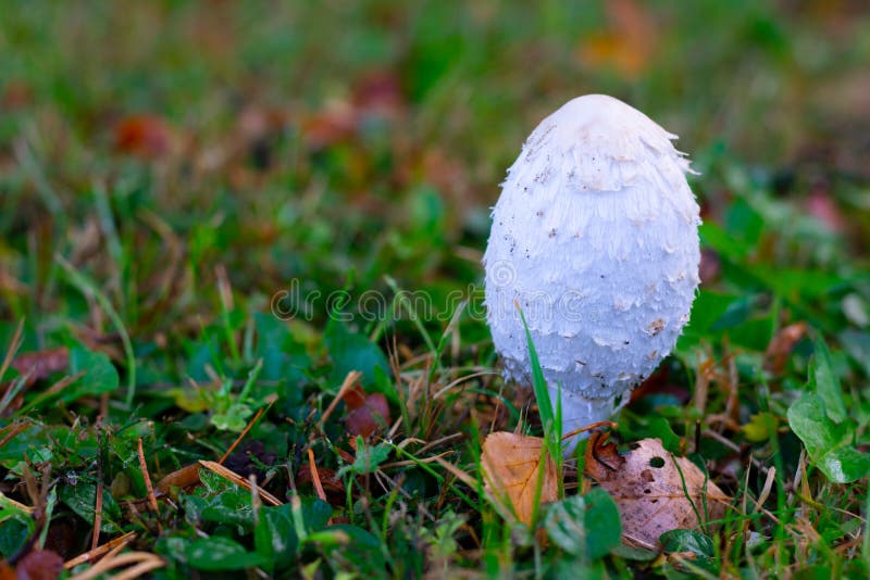 White mushroom with latin name Coprinus and common name `ink cap` is growing in autumn wood stock images