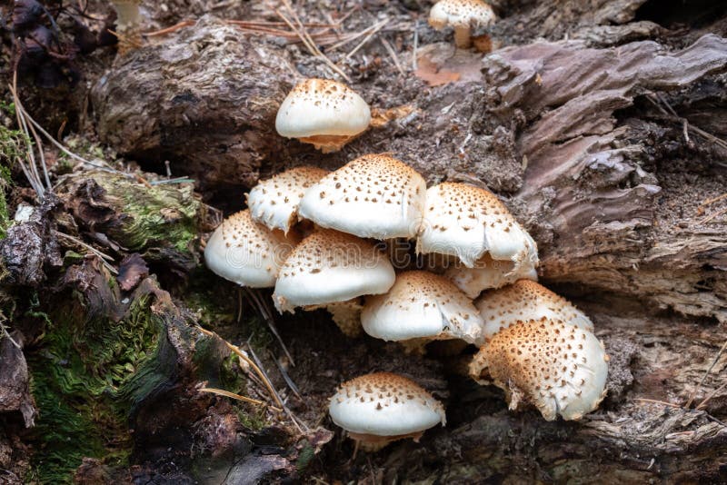 White mushrooms parasites are not edible growing on a fallen tree royalty free stock image