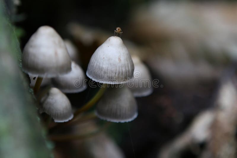 Wild english forest mushrooms growing in autumn stock photography