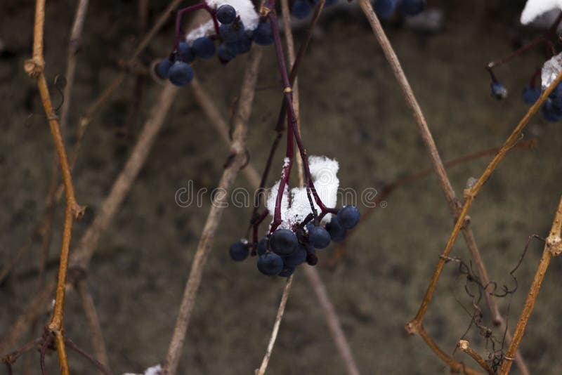 Wild grapes in the snow, inedible berries on the wall, winter stock photography