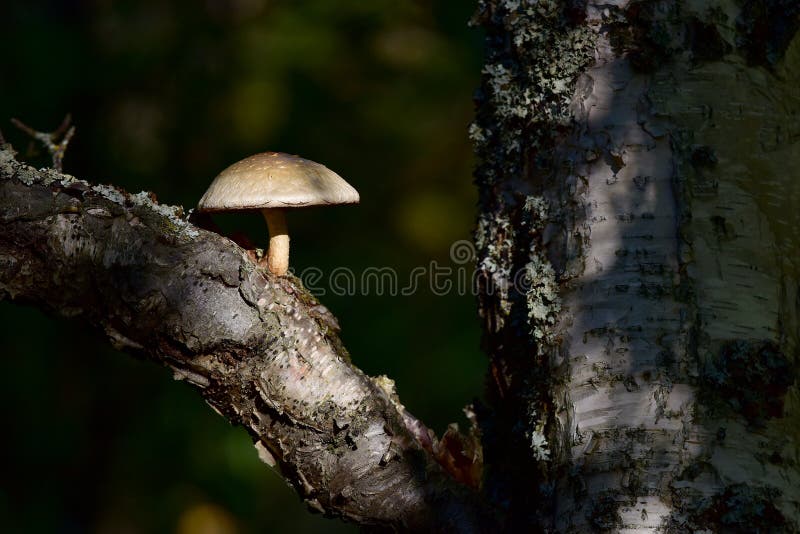 Wild mushroom growing on an Alaska birch tree stock images