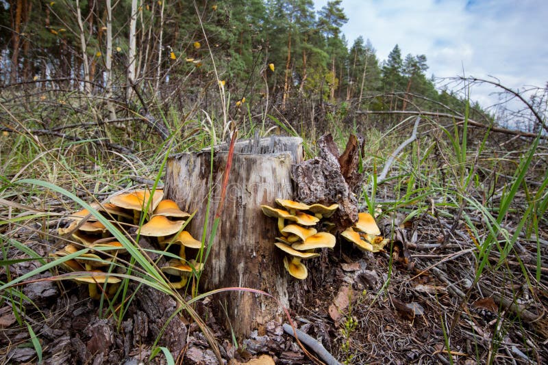 Wild mushrooms on pine stump. Wild mushrooms on pine tree stump in autumn forest royalty free stock images