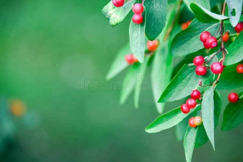 Wild red inedible berries on green branches of trees large-natural background. Wild red inedible berries on green branches of trees large-natural background royalty free stock photo