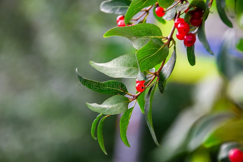 Wild red inedible berries on green branches of trees large-natural background. Wild red inedible berries on green branches of trees large-natural background royalty free stock images