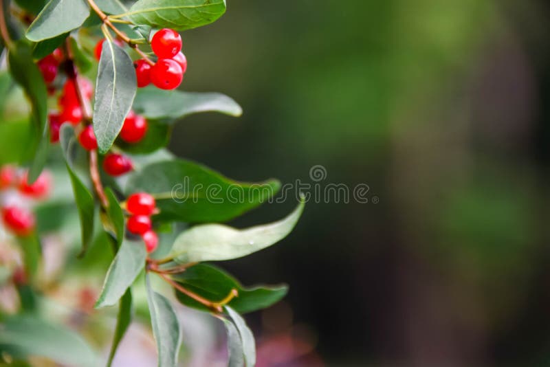 Wild red inedible berries on green branches of tr