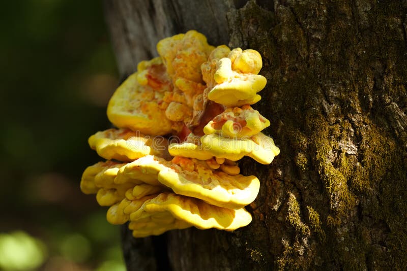 Yellow mushroom growing on a tree royalty free stock image