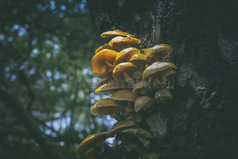 Yellow Mushrooms on Birch Tree Trunk stock images
