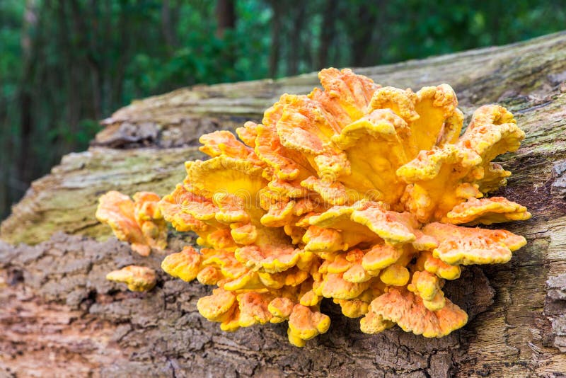 Yellow orange mushroom on tree trunk stock images