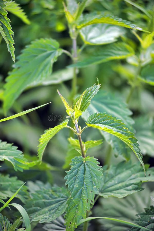 Nettle growing in summer royalty free stock photo