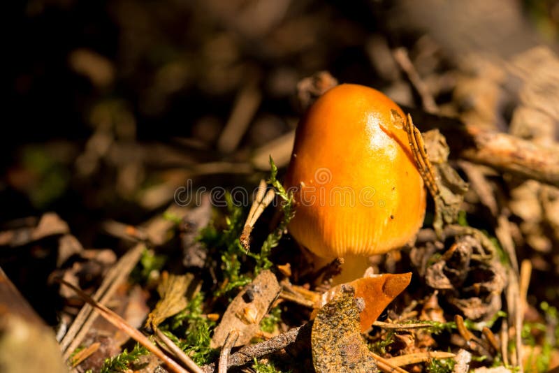 Young orange mushroom in autumn wood. Horizontal photo of young orange mushroom which grows in autumn woods among old dry needles and moss. Nice evening light is stock photography