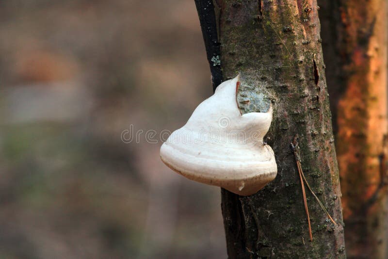 Young tinder fungus Fomes fomentarius on a tree stock photography