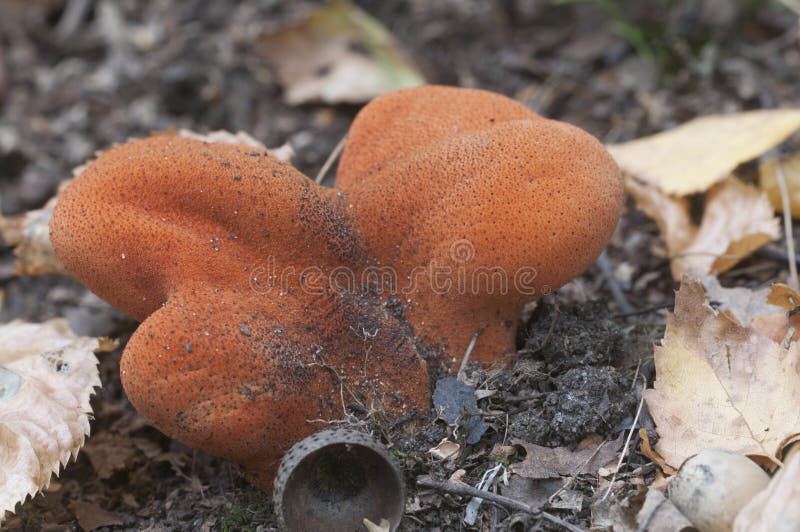  Гриб hepatica Fistulina стоковые фотографии rf