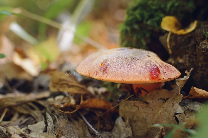  Гриб hepatica Fistulina, также известный как язык вола Грибы рудоразборки в лесе осени стоковая фотография rf