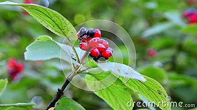 Forest inedible berries. Nature, beautiful, Rasfokus, defocusing, bright red colored berries closeup stock video footage