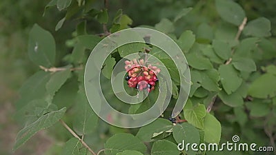 Red unripe inedible forest berries in summer. Day. Not for eating stock video footage
