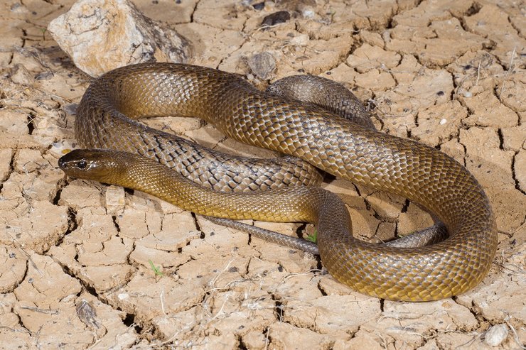 Тайпан – самая ядовитая змея, живущая на земле