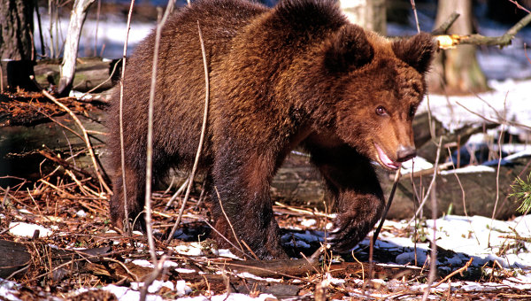 Медведь - шатун