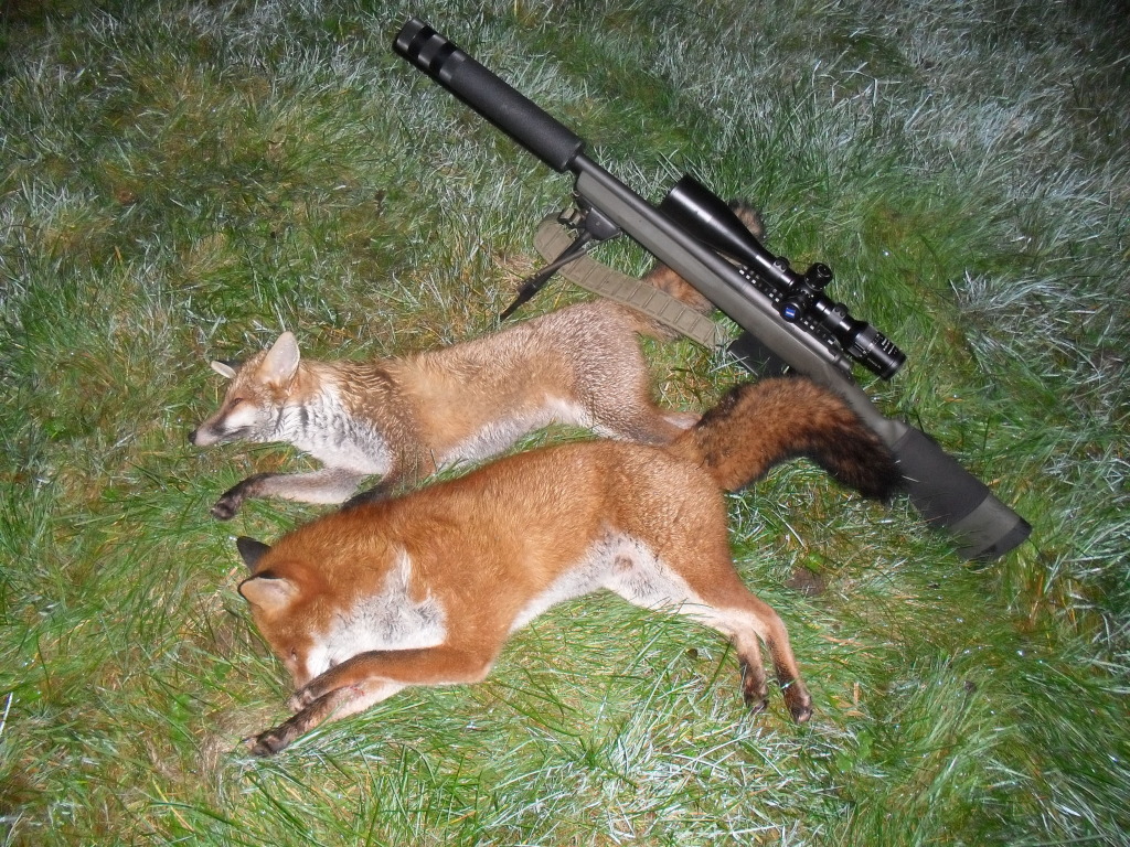 Две убитые лисички и винтовка.