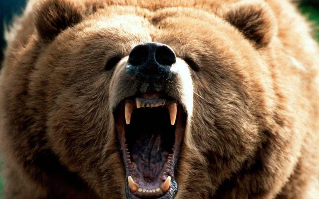 Как защититься от медведя без оружия
