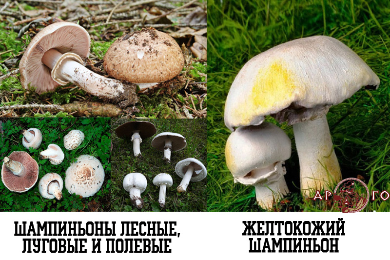 Съедобные грибы и Ложные грибы: шампиньоны