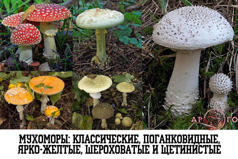 Ядовитые грибы с фото: мухоморы