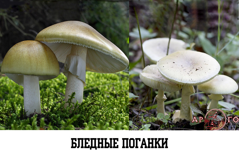 Ядовитые грибы с фото: бледная поганка