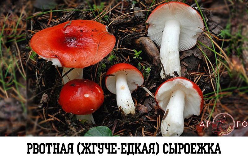 Ядовитые грибы с фото: рвотная сыроежка (жгуче-едкая сыроежка)