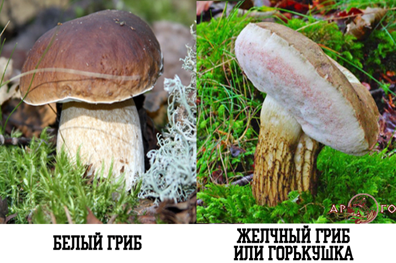 Съедобные грибы: белый гриб. Ядовитый гриб: Желчный гриб