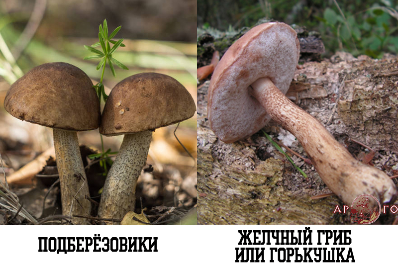 Съедобные грибы с фото: Подберезовики. Ядовитый гриб: Горькушка