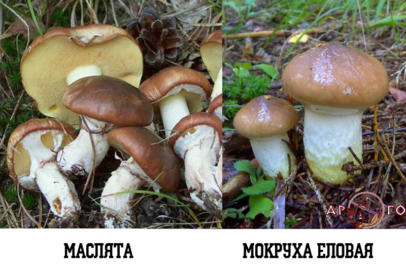 Съедобные грибы с фото: Маслята. Ложные маслята: Мокруха еловая