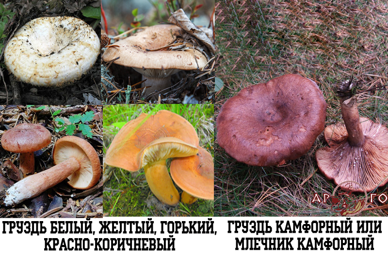 Съедобные грибы и ядовитые в лесах России. Грузди