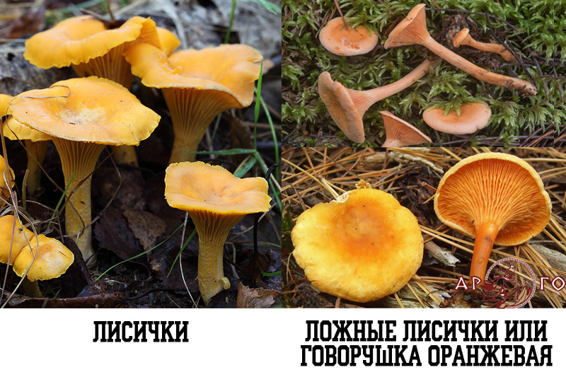 Съедобные грибы и ядовитые в лесах России. Лисички и ложные лисички