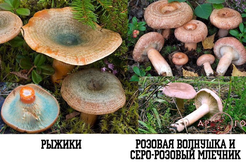 Съедобные грибы и ядовитые грибы с фото. Рыжики и розовая волнушка