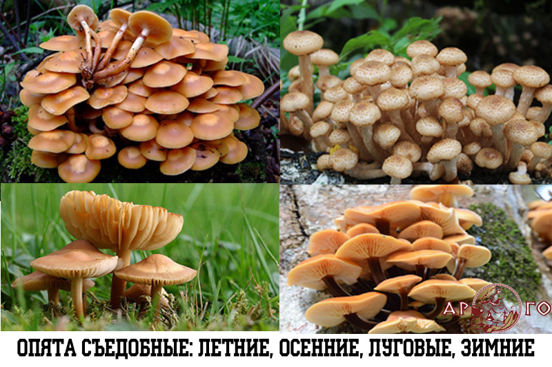 Съедобные грибы с фото. Опята летние, осение, луговые и зимние
