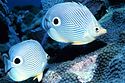 Foureye butterflyfish showing eyespots