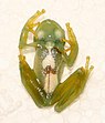 A glass frog, semi-transparent, greenish