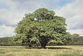 Quercus robur003.jpg