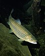 A brown trout in a river