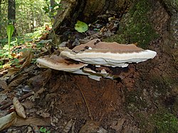 Ganoderma applanatum - Lindsey.jpg