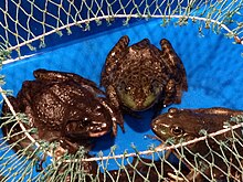 Three frogs sitting facing each other in a blue container, with a half-opened net over it