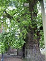 Quercus robur in Ruissalo.jpg