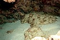 A species of carpet shark with a fringe around its chin, hiding its shadow