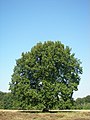 Quercus robur003.jpg